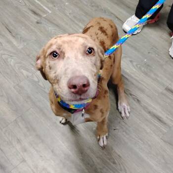 Skye -  Mixed Breed Dog for Adoption in Summerville, South Carolina - Skye | PetCurious