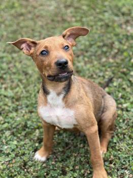 Jerry (PA) handsome -  Hound and Black And Tan Coonhound Dog for Adoption in Seymour, Connecticut - Jerry (PA) Handsome | PetCurious