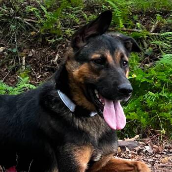 Maggie (26-337) -  German Shepherd Dog Dog for Adoption in New Ringgold, Pennsylvania - Maggie (26-337) | PetCurious