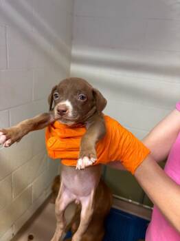Emerald -  Hound Dog for Adoption in Nacogdoches, Texas - Emerald | PetCurious
