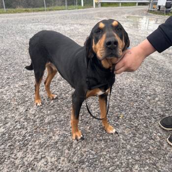 Rescue Black And Tan Coonhound Dogs for Adoption in Morganfield, Kentucky - River (Stella Bella) | PetCurious