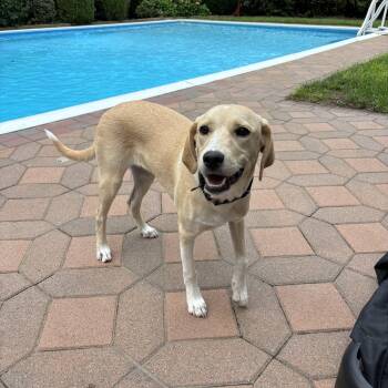 Laura -  Labrador Retriever and Beagle Dog for Adoption in Chatham, New Jersey - Laura | PetCurious