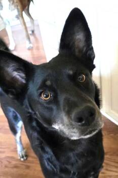 Australian Kelpie Dogs Available for Adoption in Winter Park, Colorado - Pria | PetCurious