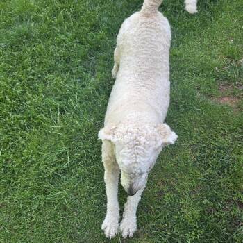 Golden Retriever and Poodle Dogs Available for Adoption in Lynchburg, Virginia - Willow | PetCurious