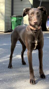 Mocha -  Chocolate Labrador Retriever Dog for Adoption in Davis, California - Mocha | PetCurious