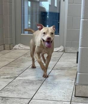 CAMRY -  Staffordshire Bull Terrier and Mixed Breed Dog for Adoption in Kalamazoo, Michigan - CAMRY | PetCurious