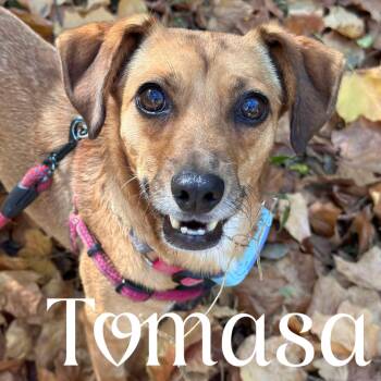 Rescue Mixed Breed Dogs for Adoption in Mississauga, Ontario - Tomasa | PetCurious