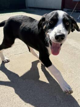 Beagle and Labrador Retriever Dogs Available for Adoption in Lexington, Kentucky - Paisley | PetCurious