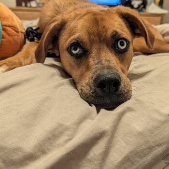 Rescue Boxer and Mixed Breed Dogs for Adoption in Ferndale, Michigan - Suki | PetCurious