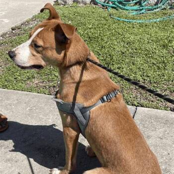 King -  Labrador Retriever and Mixed Breed Dog for Adoption in Tampa, Florida - King | PetCurious