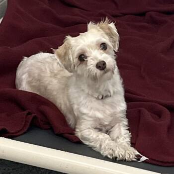 Maltese Dogs Available for Adoption in Fort Wayne, Indiana - Saffron | PetCurious