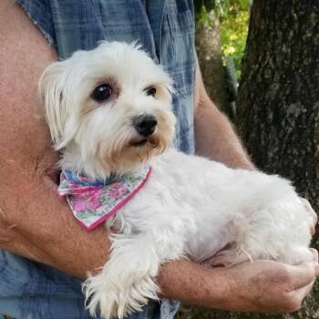 Rescue Maltese Dogs for Adoption in Festus, Missouri - Ginger | PetCurious