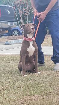 Rescue Labrador Retriever and Pit Bull Terrier Dogs for Adoption in Orangeburg, South Carolina - PJ | PetCurious