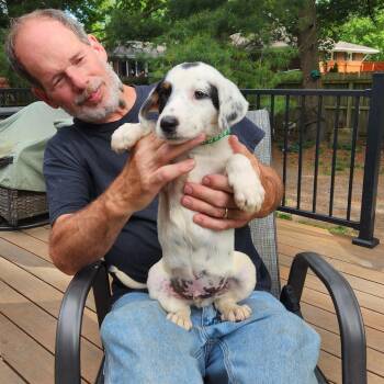 Cattle Dog Dogs Available for Adoption in Normal, Illinois - Marcel | PetCurious