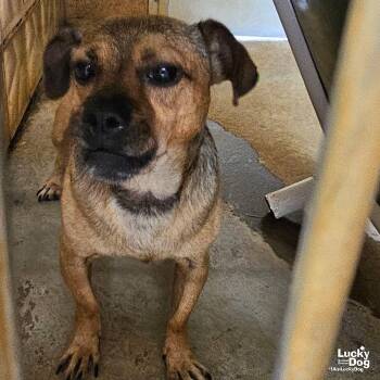 Elmo -  Chihuahua Dog for Adoption in Washington, District Of Columbia - Elmo | PetCurious