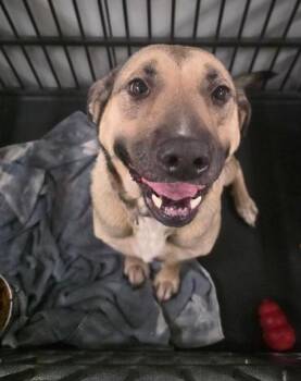 Breanna -  Shepherd and Mixed Breed Dog for Adoption in Clinton, Missouri - Breanna | PetCurious
