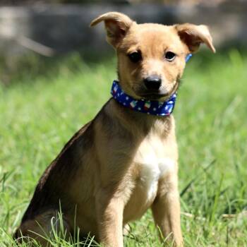 Cornbread -  Chihuahua Dog for Adoption in Hondo, Texas - Cornbread | PetCurious