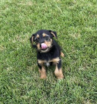 Jack Russell Terrier and Dachshund Dogs Available for Adoption in New Bedford, Massachusetts - Heather | PetCurious