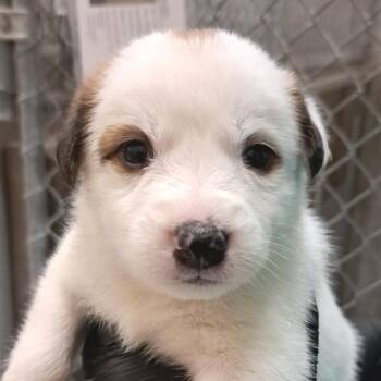 Mixed Breed Dogs Available for Adoption in Parker, Colorado - 450 (2026) Dutchie | PetCurious