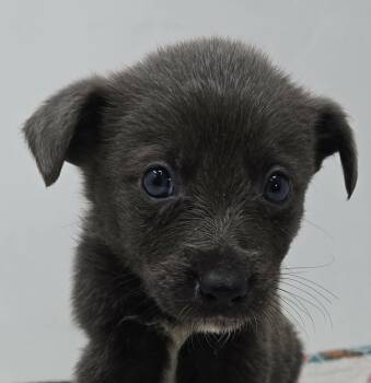 Australian Kelpie Dogs Available for Adoption in Newport, Tennessee - Genuine Risk | PetCurious