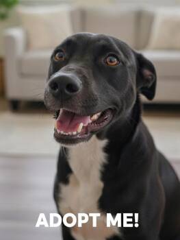 Terrier Dogs Available for Adoption in Monroe, Louisiana - Blaze | PetCurious