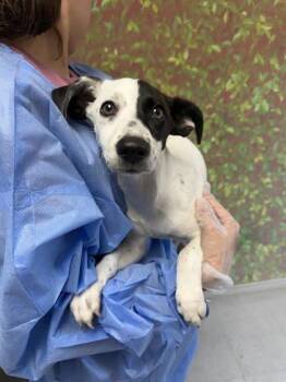 Ashley -  Dachshund and Terrier Dog for Adoption in San Antonio, Texas - Ashley | PetCurious