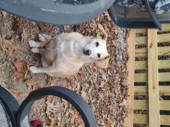 Rescue Chiweenie Dogs for Adoption in Richmond, Virginia - Twinkie | PetCurious