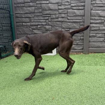 Pointer and Chocolate Labrador Retriever Dogs Available for Adoption in Loxahatchee Groves, Florida - Lacee 7816 | PetCurious