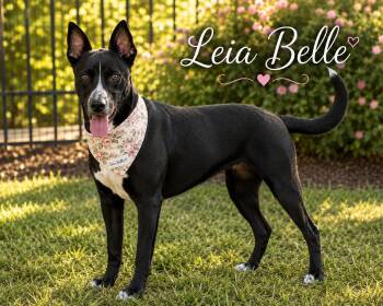 Leia Belle -  Black Labrador Retriever and Labrador Retriever Dog for Adoption in Farmington, Missouri - Leia Belle | PetCurious