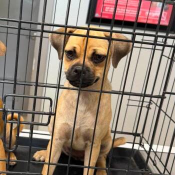 Stormy -  Pug and Puggle Dog for Adoption in Winter, Wisconsin - Stormy | PetCurious