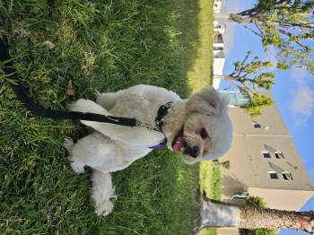 Rescue Poodle Dogs for Adoption in Imperial Beach, California - Benny | PetCurious