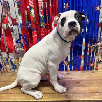 Shoshanna -  Boxer and American Bulldog Dog for Adoption in Normal, Illinois - Shoshanna | PetCurious