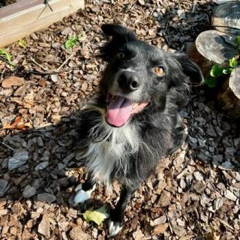 Dobby -  Australian Shepherd Dog for Adoption in Alexandria, Virginia - Dobby | PetCurious