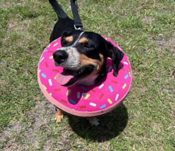 Benny -  Dachshund and Chihuahua Dog for Adoption in Ruskin, Florida - Benny | PetCurious