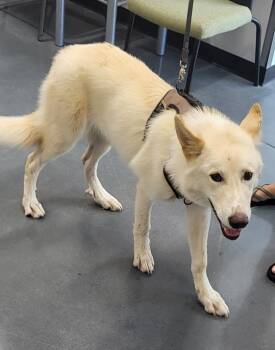 Ic 15 Frosty -  Siberian Husky Dog for Adoption in Lawrenceville, Georgia - Ic 15 Frosty | PetCurious