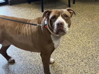 American Bully Dogs Available for Adoption in Saint Charles, Missouri - Xena | PetCurious