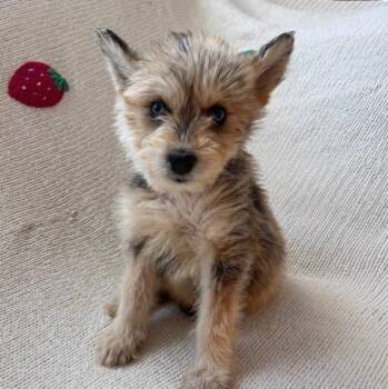 Mixed Breed Dogs Available for Adoption in Las Vegas, Nevada - Mario | PetCurious