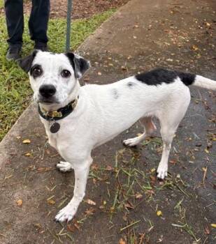 Auggie -  Mixed Breed Dog for Adoption in Honolulu, Hawaii - Auggie | PetCurious