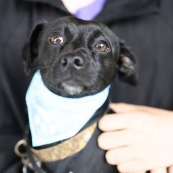 WINDSOR -  Chihuahua Dog for Adoption in San Antonio, Texas - WINDSOR | PetCurious