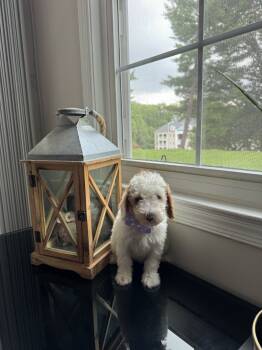 Gerald -  Goldendoodle Dog for Sale in Germantown, Maryland - Gerald | PetCurious