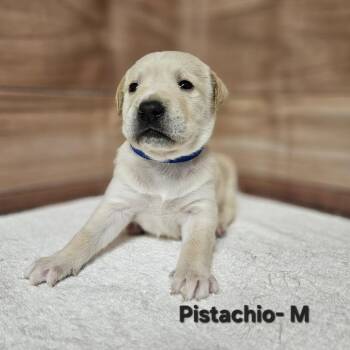 Labrador Retriever and Golden Retriever Dogs Available for Adoption in Griswold, Connecticut - Pistachio | PetCurious