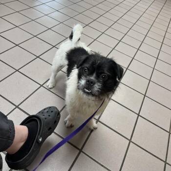 Mixed Breed Dogs Available for Adoption - Pita | PetCurious