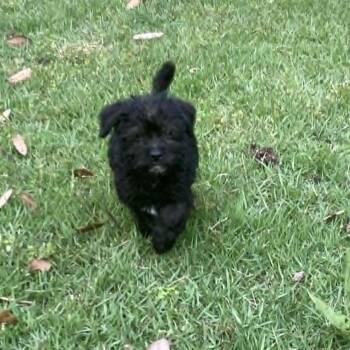 Shih Tzu Dogs Available for Adoption in Tylertown, Mississippi - Georgie | PetCurious
