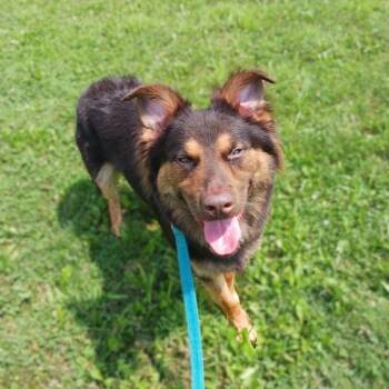 Freddy -  Australian Shepherd and Mixed Breed Dog for Adoption in Prairie Du Chien, Wisconsin - Freddy | PetCurious