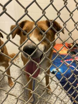 Rescue Shetland Sheepdog Sheltie and Mixed Breed Dogs for Adoption in Burlington, Iowa - Bella | PetCurious