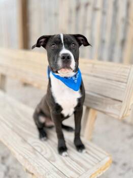 Labrador Retriever and Mixed Breed Dogs Available for Adoption in Muskegon, Michigan - Greg | PetCurious