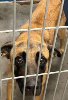 Raisin Bran -  German Shepherd Dog and Mixed Breed Dog for Adoption in Henderson, North Carolina - Raisin Bran | PetCurious