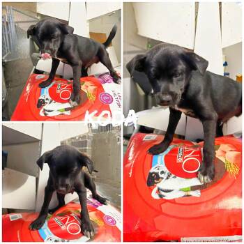 Border Collie Dogs Available for Adoption in Saint James, Missouri - Koda | PetCurious