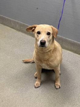Labrador Retriever Dogs Available for Adoption in Las Vegas, Nevada - STELLA ROSE | PetCurious