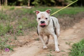 chance -  American Bulldog and American Staffordshire Terrier Dog for Adoption in Powhatan, Virginia - Chance | PetCurious